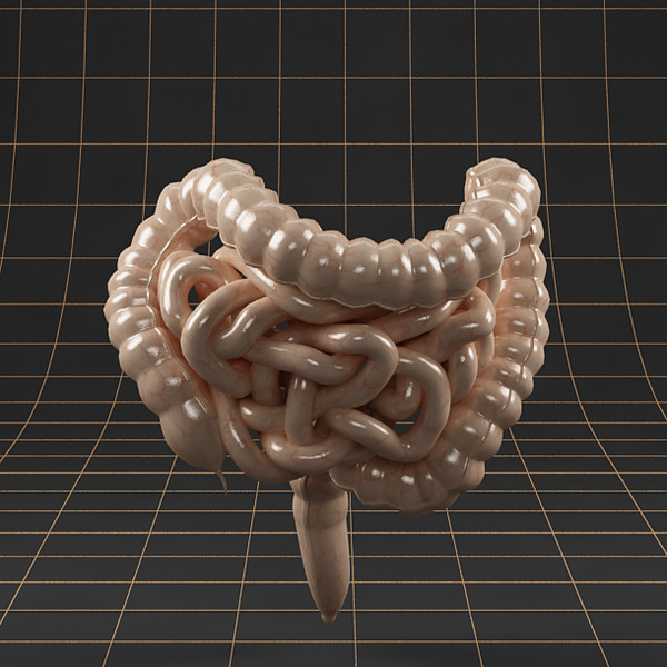 3d c4d colon small intestine