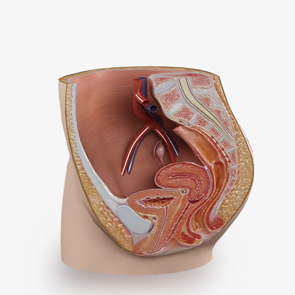 reproductive system 3d models