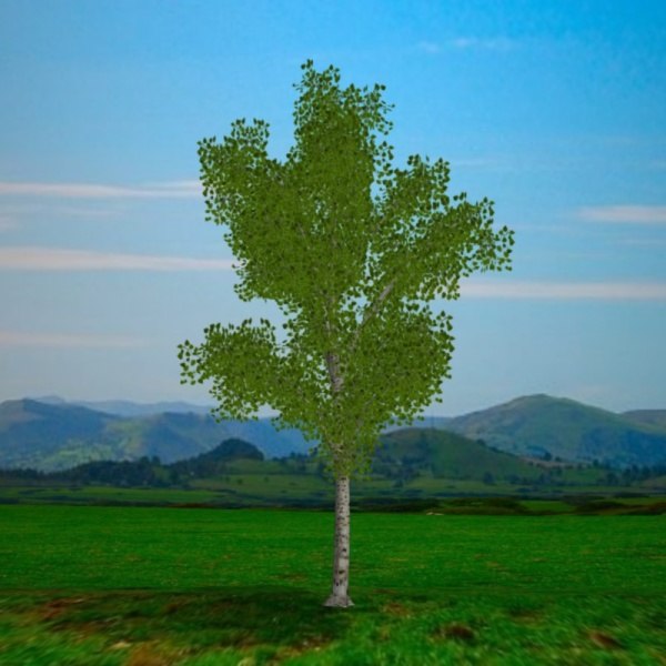 pl low poly silver birch tree