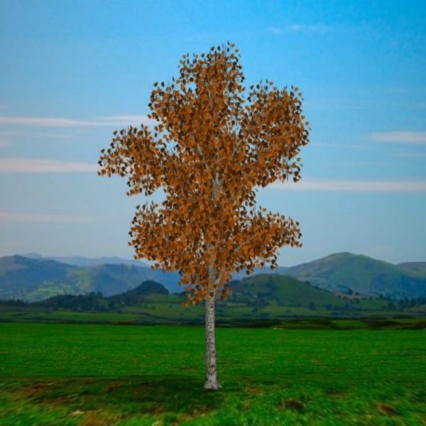 pl low poly silver birch tree