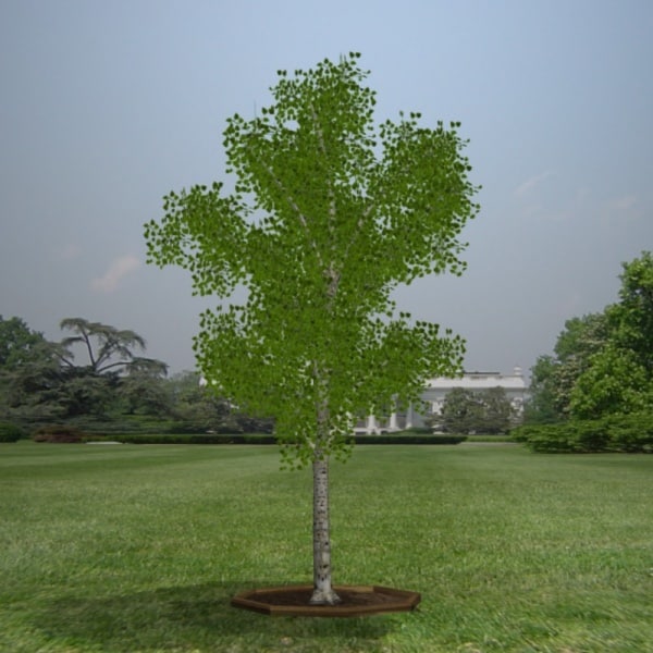 pl low poly silver birch tree