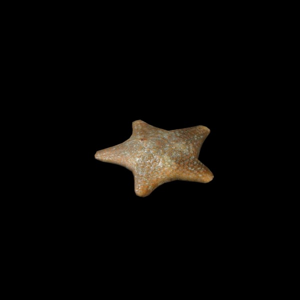 3dsmax cushion starfish