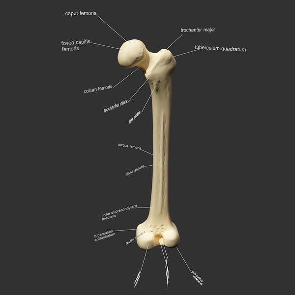 femur 3d models