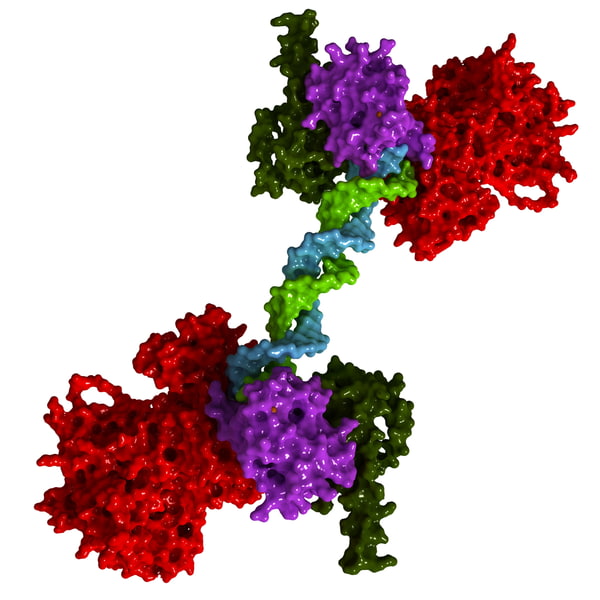 3d human parp-1 dna strand model
