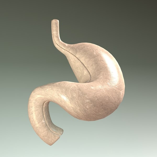 stomach 3d models