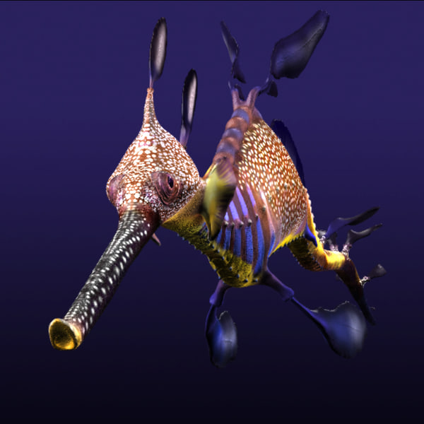 3d leafy sea dragon seadragon