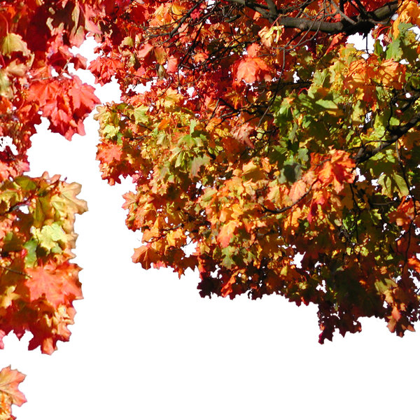 texture psd plants deciduous tree