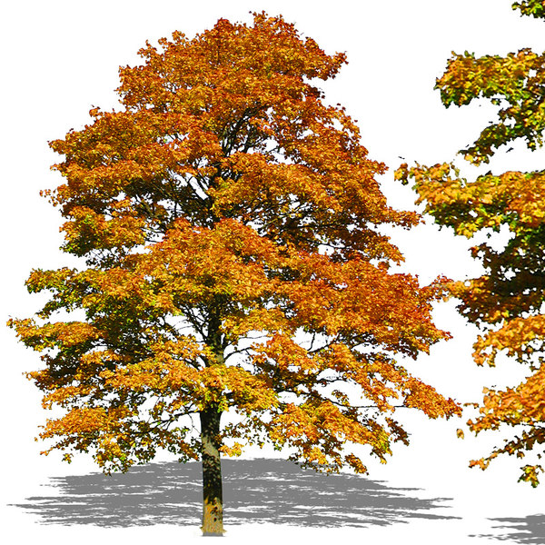 texture psd plants deciduous tree