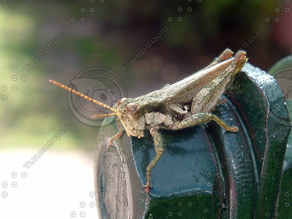 stock_photo_cricket01_bysentidos.jpg