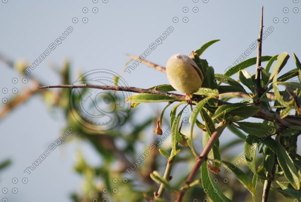 almond tree