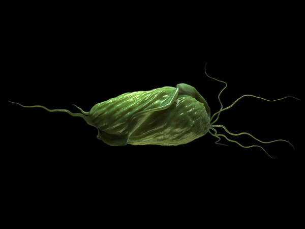3ds max trichomonas cell