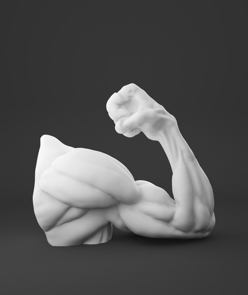 musculature